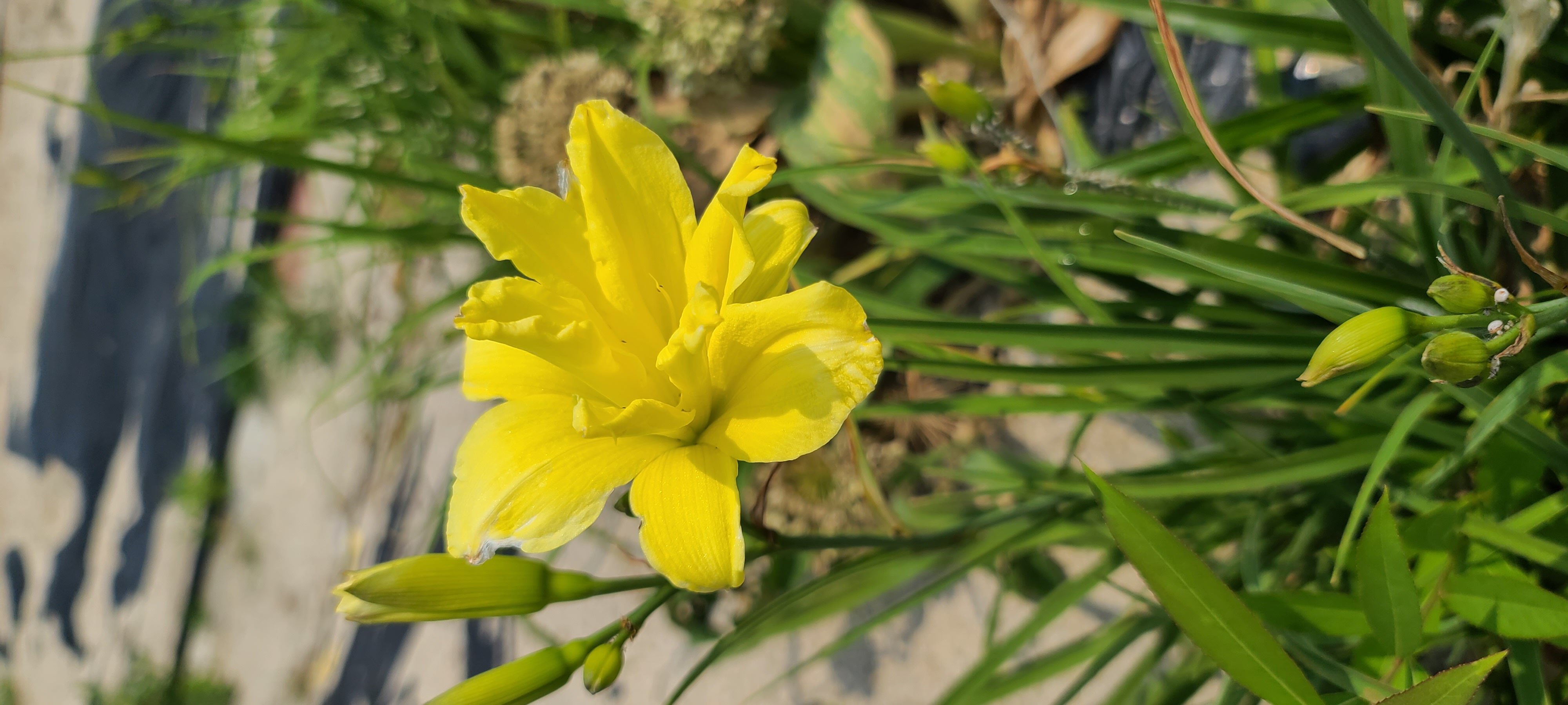 Hemerocallis 'Double River Wye'